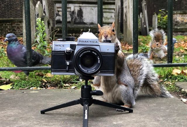 Белки-фотографы из Лондона
