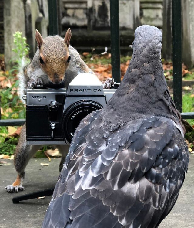 Белки-фотографы из Лондона