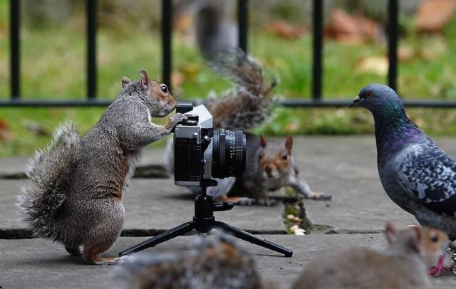 Белки-фотографы из Лондона