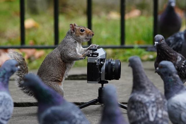Белки-фотографы из Лондона