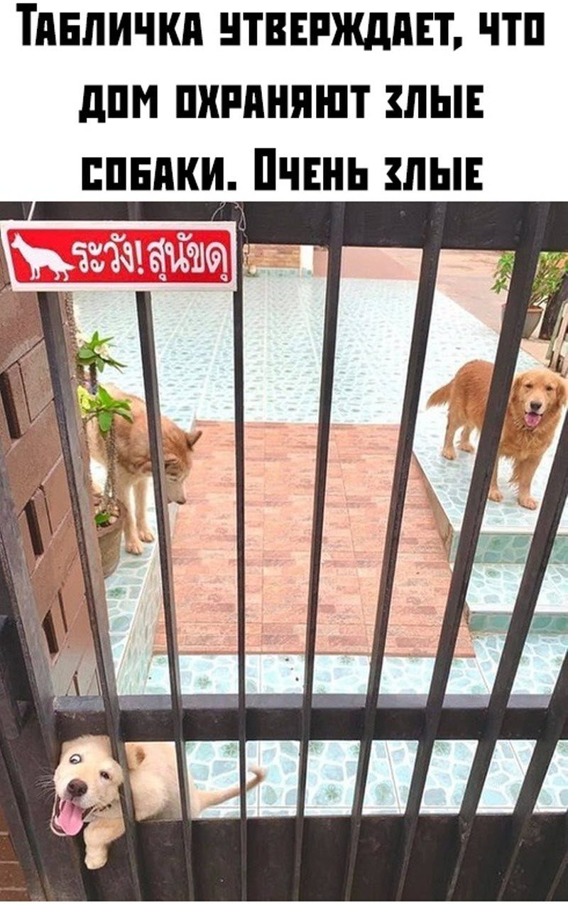 Прикольные картинки