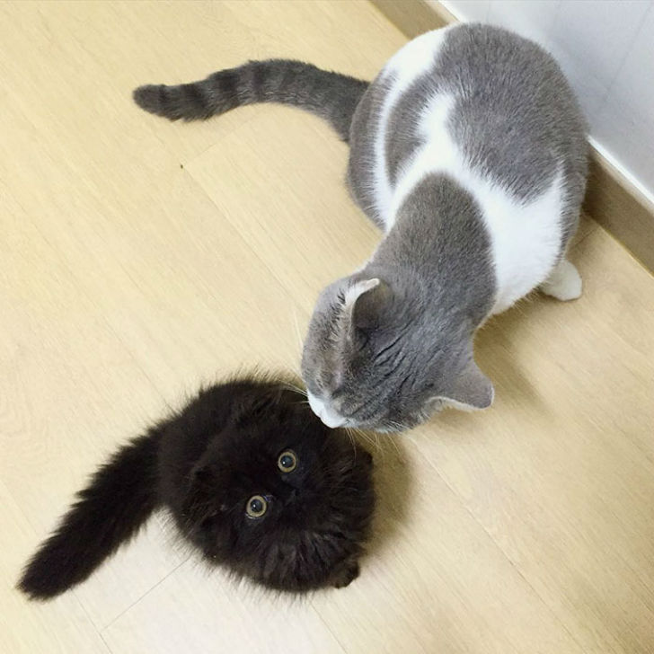 Котик, который всегда в шоке