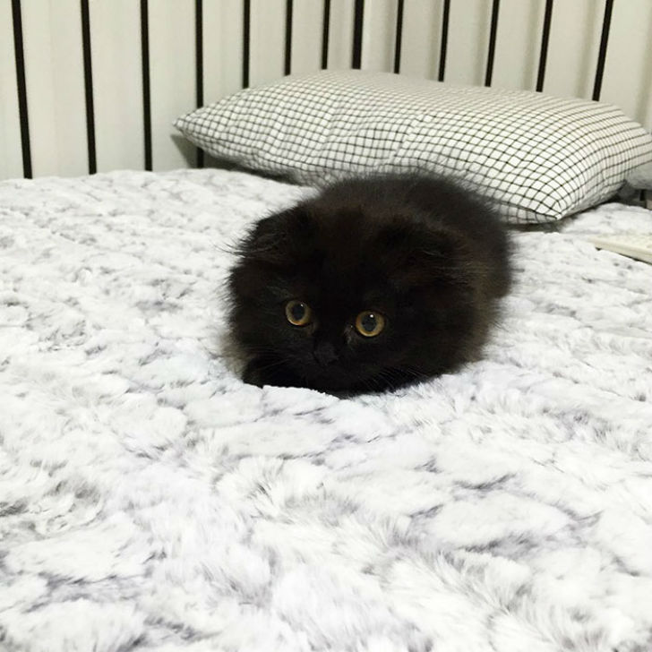 Котик, который всегда в шоке