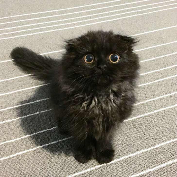Котик, который всегда в шоке