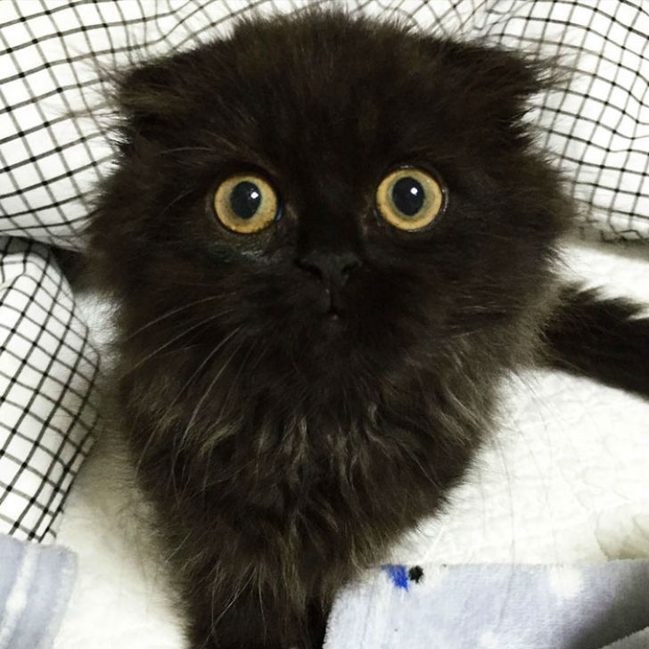 Котик, который всегда в шоке