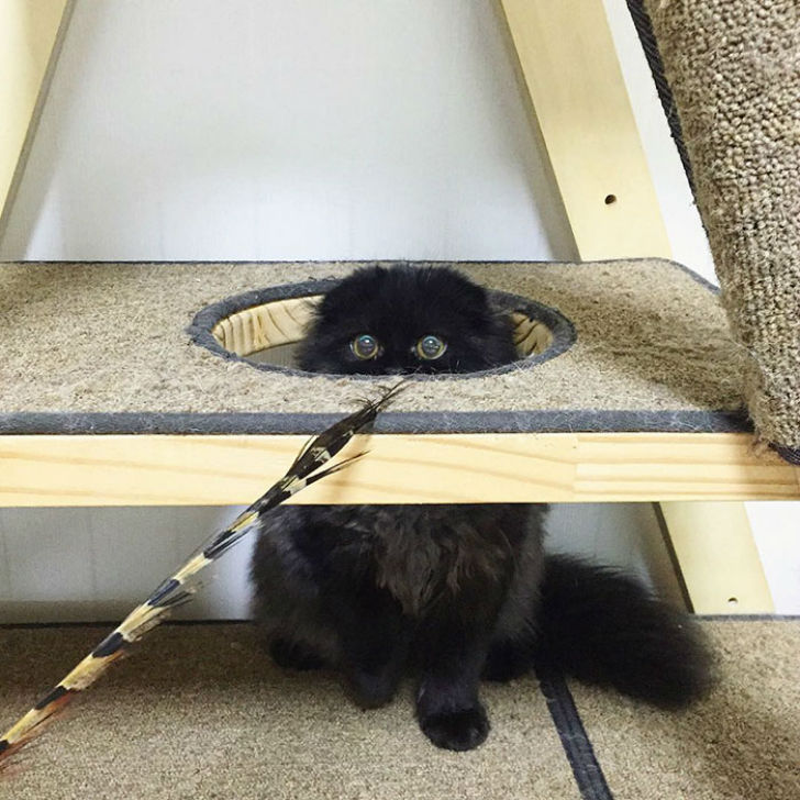 Котик, который всегда в шоке