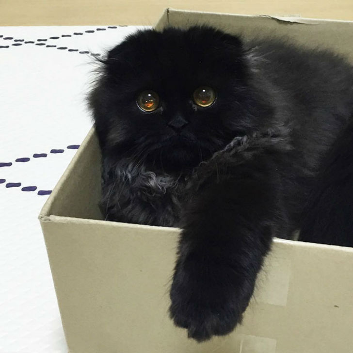 Котик, который всегда в шоке