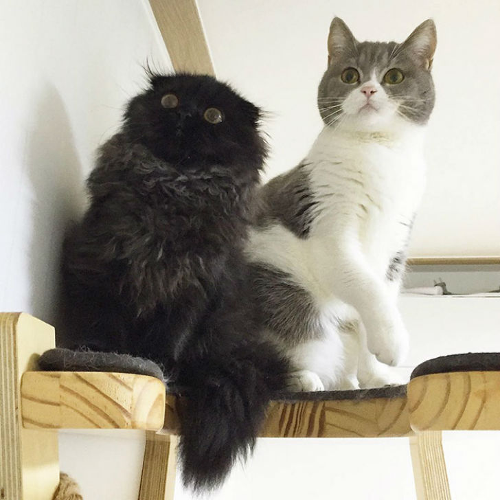 Котик, который всегда в шоке