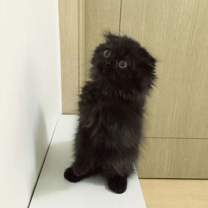 Котик, который всегда в шоке