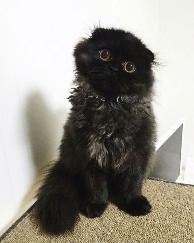 Котик, который всегда в шоке
