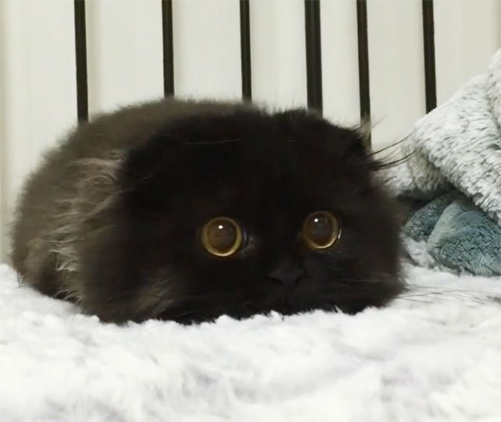 Котик, который всегда в шоке