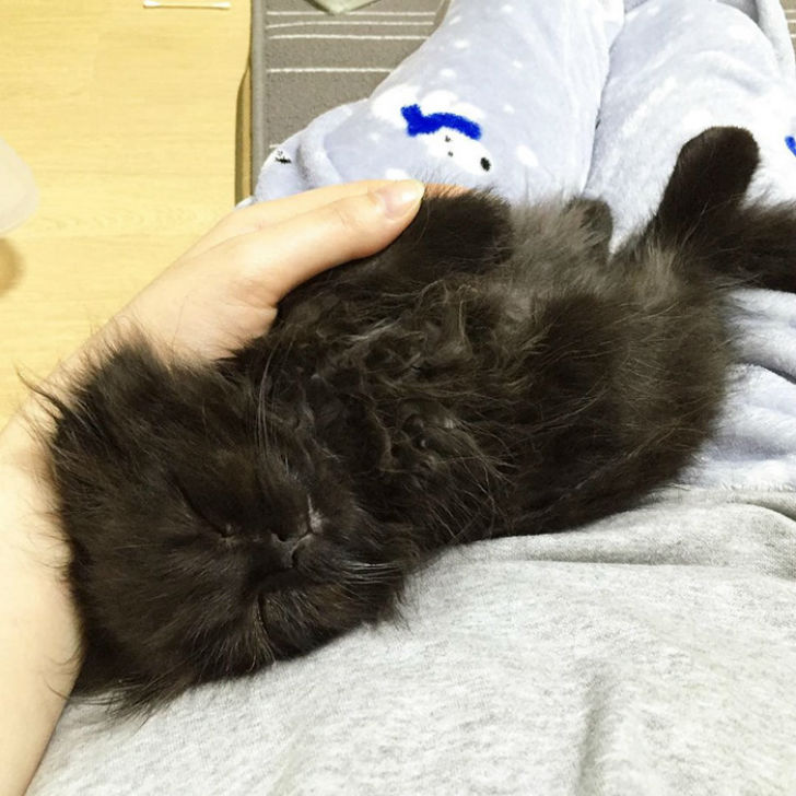 Котик, который всегда в шоке