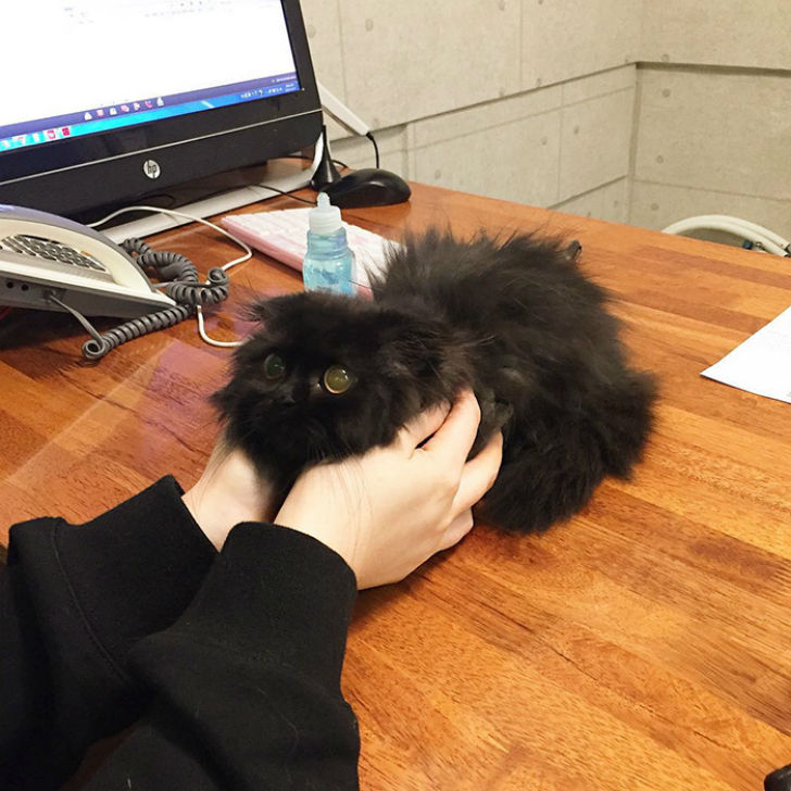 Котик, который всегда в шоке