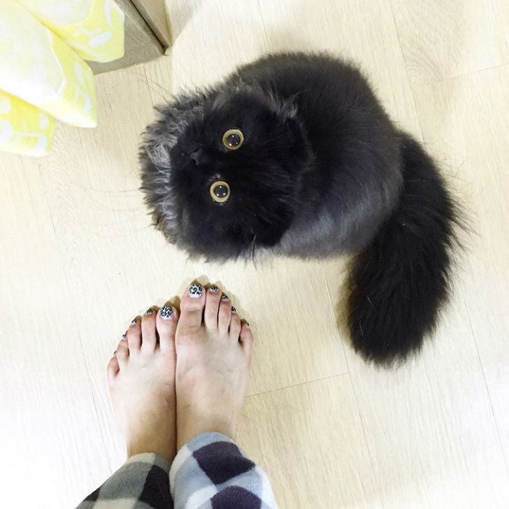 Котик, который всегда в шоке