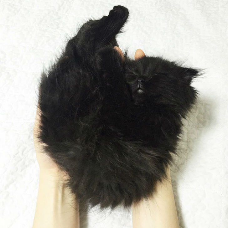 Котик, который всегда в шоке