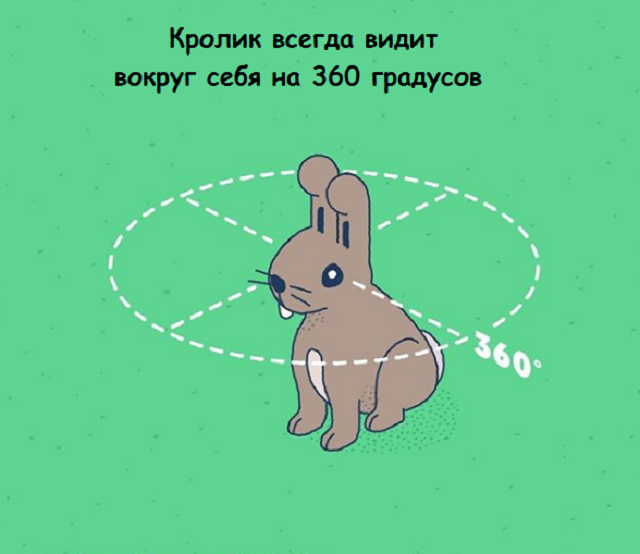 Подборка веселых картинок с занятными фактами обо всем на свете