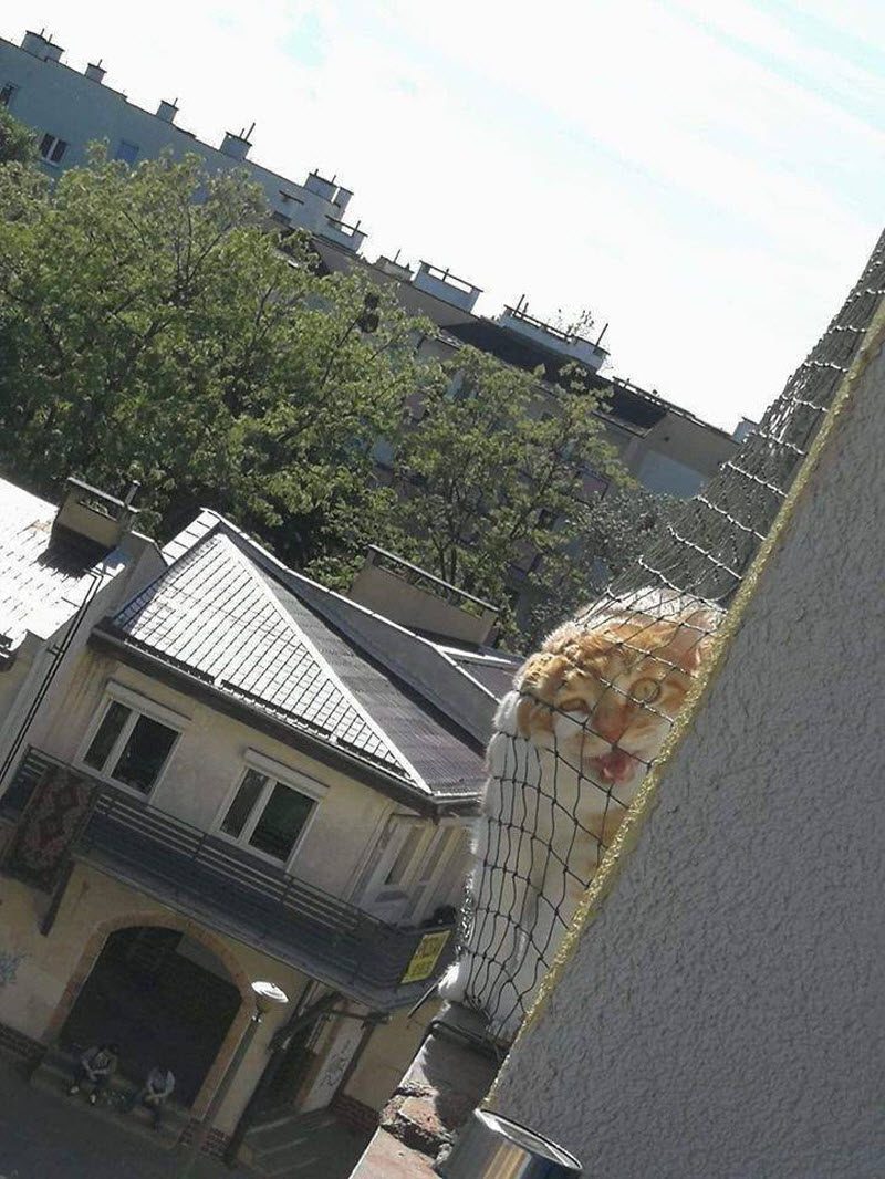 Прикольные картинки