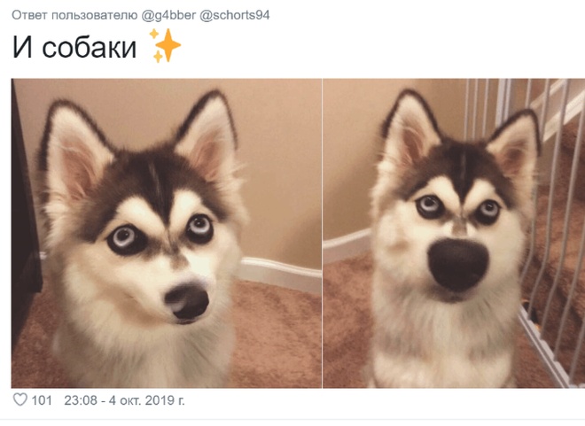 Фильтры Snapchat опробовали на животных