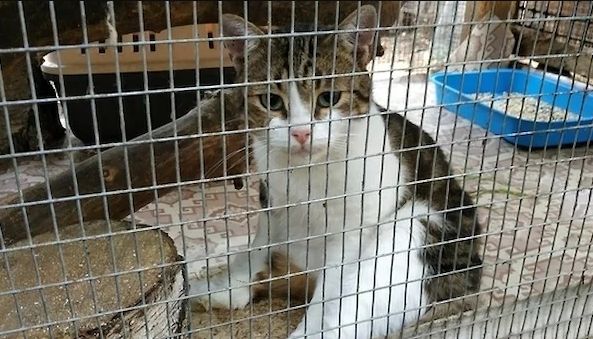 Кот-наркокурьер сбежал от следователей в Новомосковске