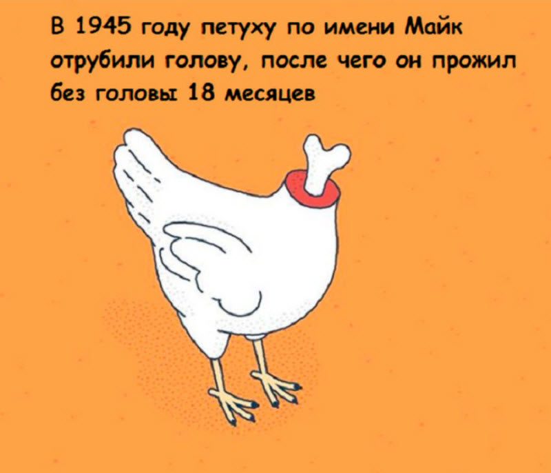 Интересные факты в картинках