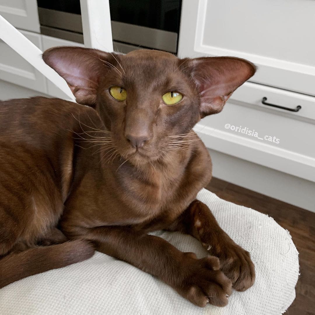 Породы домашних кошек, о которых знают не все