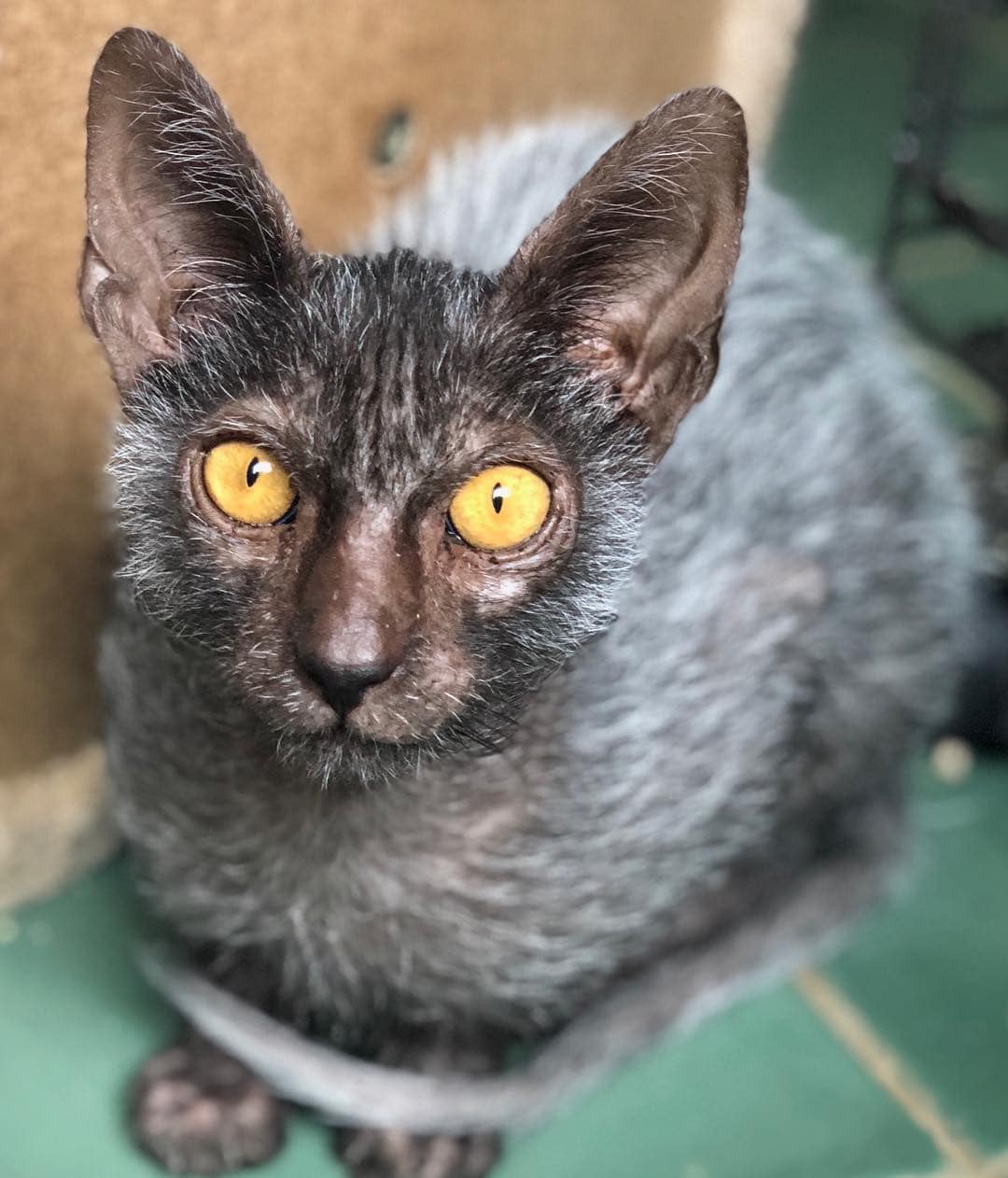 Породы домашних кошек, о которых знают не все