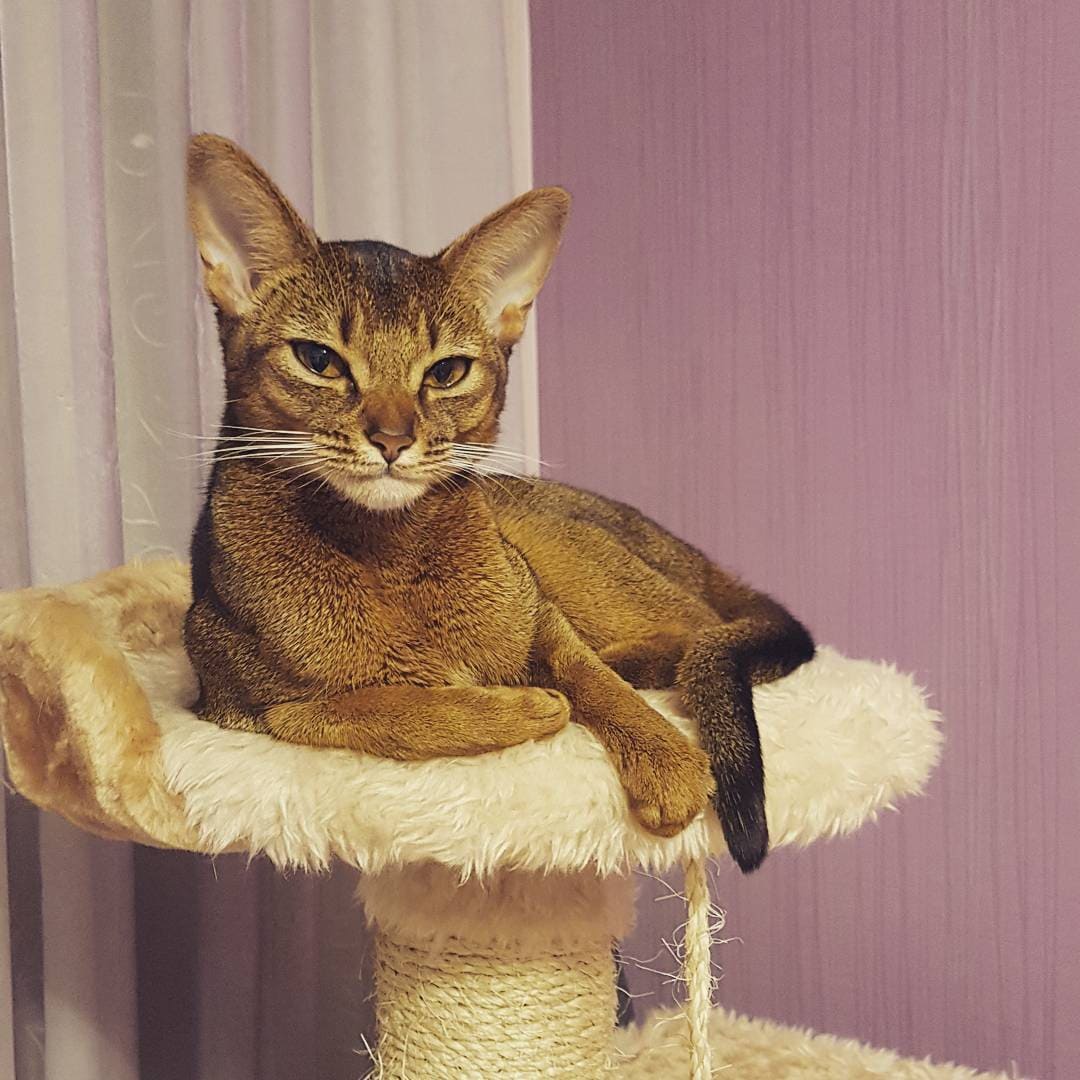 Породы домашних кошек, о которых знают не все