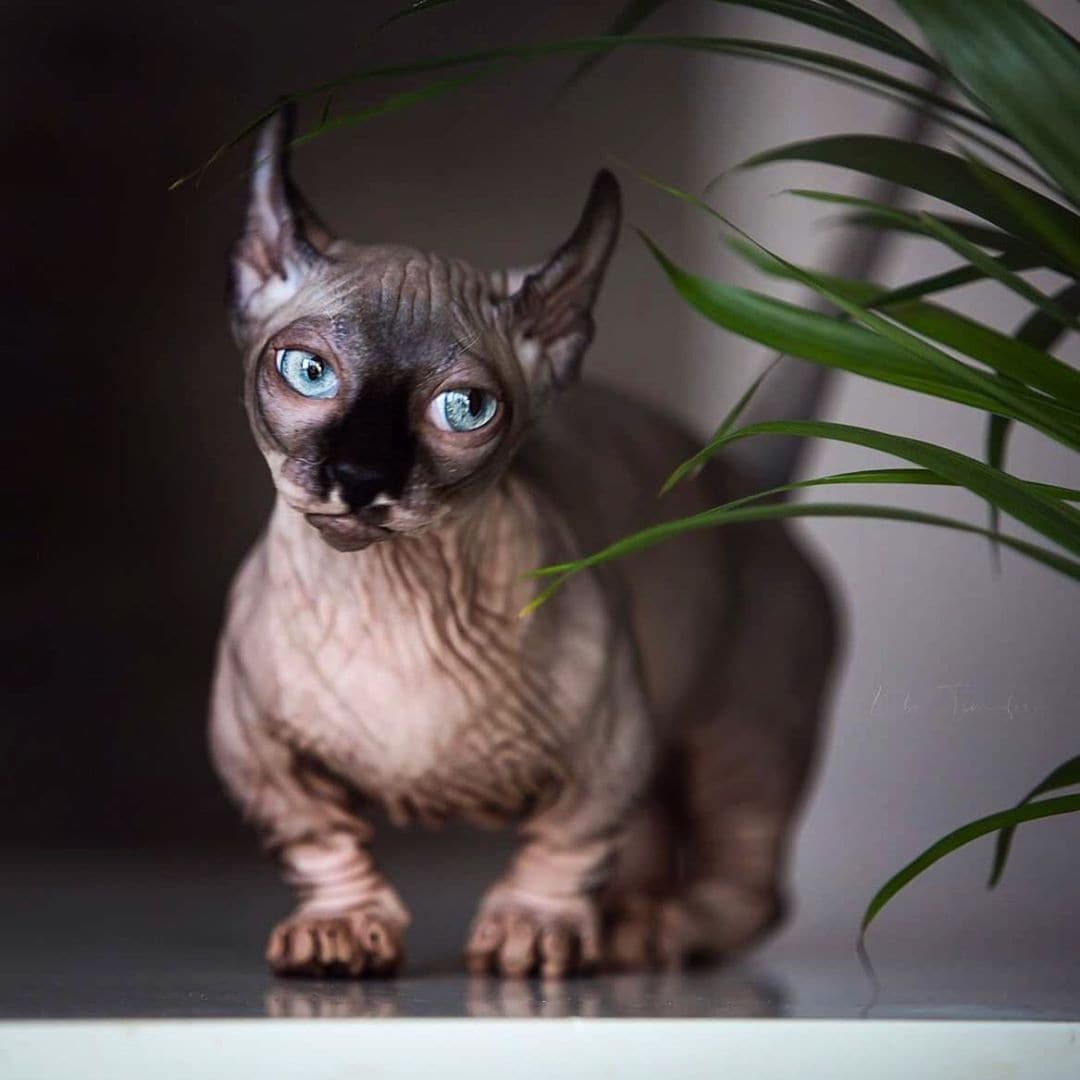 Породы домашних кошек, о которых знают не все