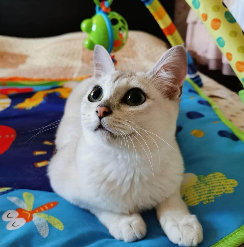 Породы домашних кошек, о которых знают не все