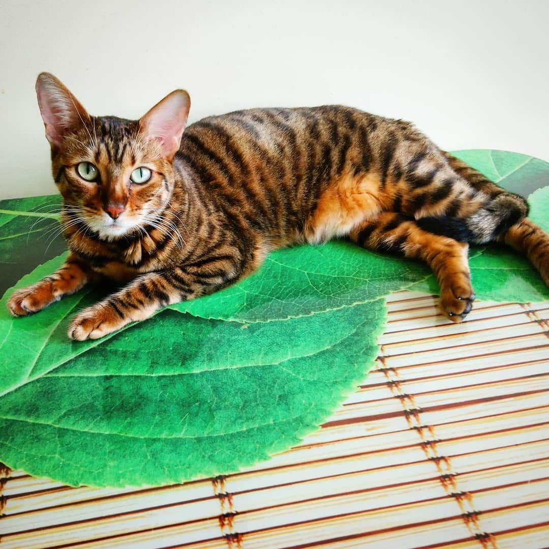 Породы домашних кошек, о которых знают не все