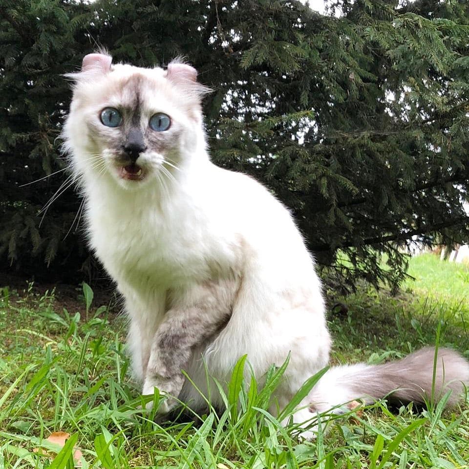 Породы домашних кошек, о которых знают не все