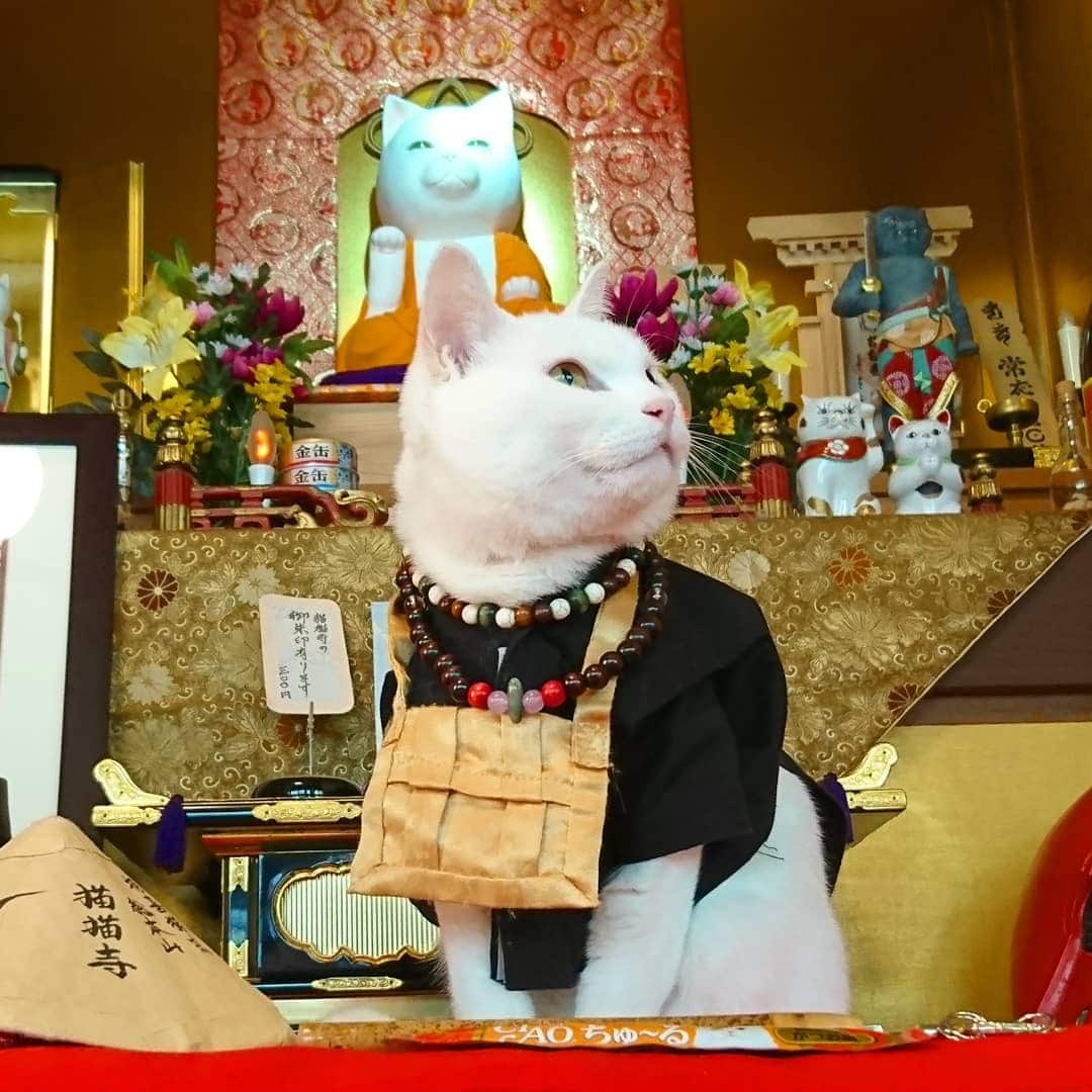 Необычный кошачий храм в Японии