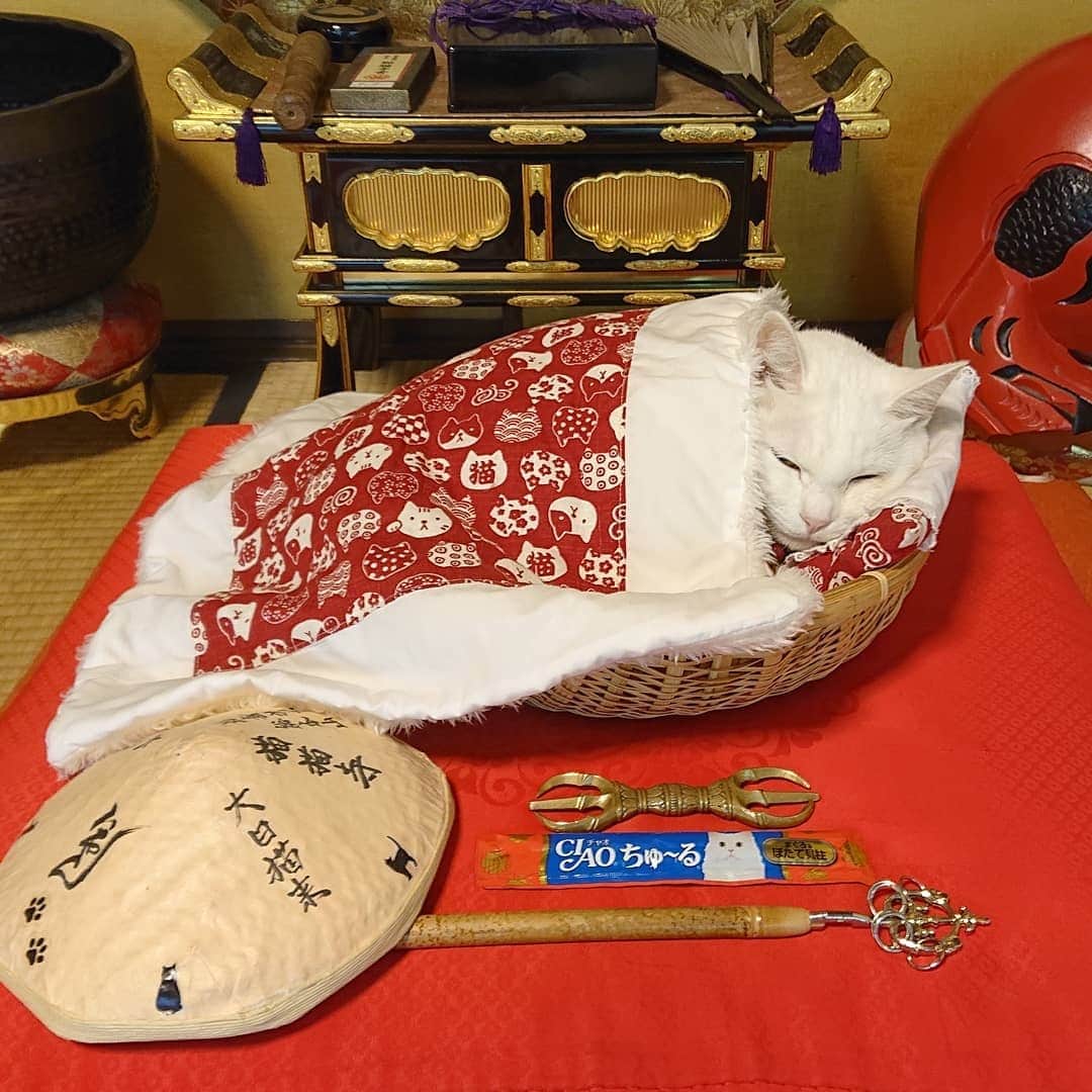 Необычный кошачий храм в Японии