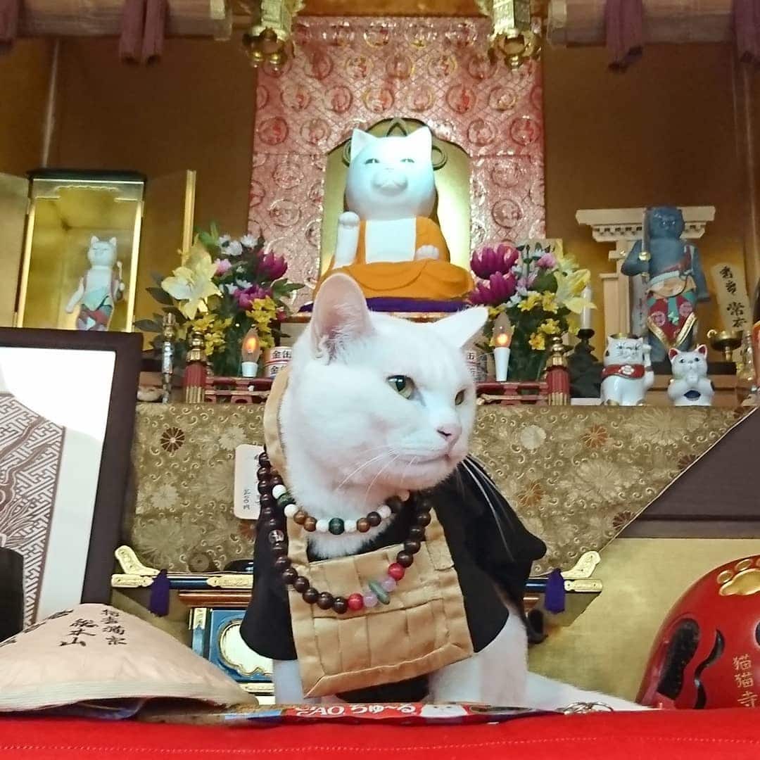 Необычный кошачий храм в Японии