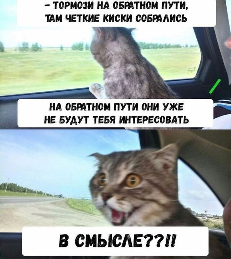 Прикольные картинки
