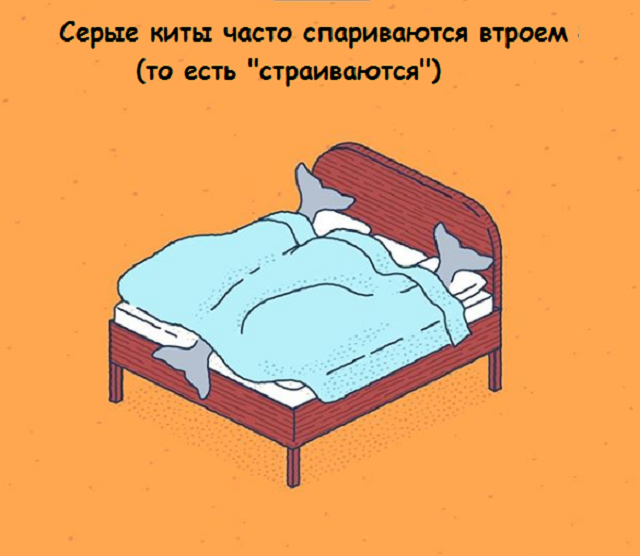 Новая подборка веселых картинок с занятными фактами обо всем на свете