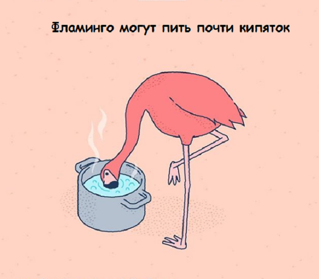 Новая подборка веселых картинок с занятными фактами обо всем на свете