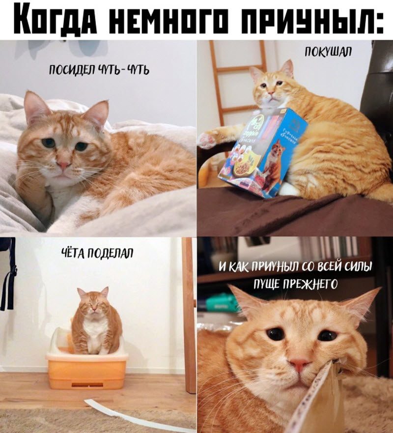 Прикольные картинки