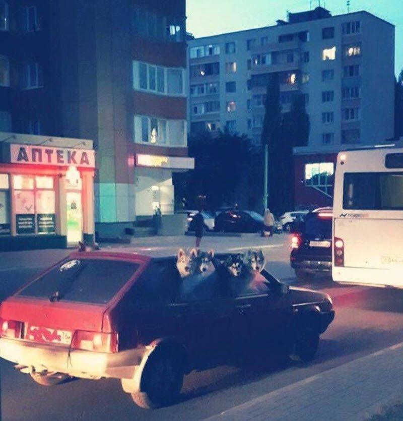 Прикольные картинки