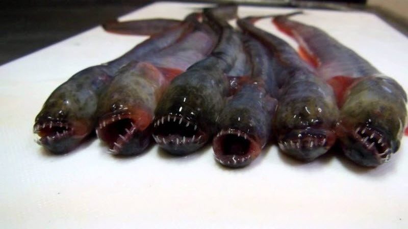 "Чужой из моря Ариаке" - деликатес, от одного вида которого воротит