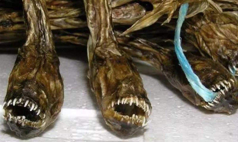 "Чужой из моря Ариаке" - деликатес, от одного вида которого воротит