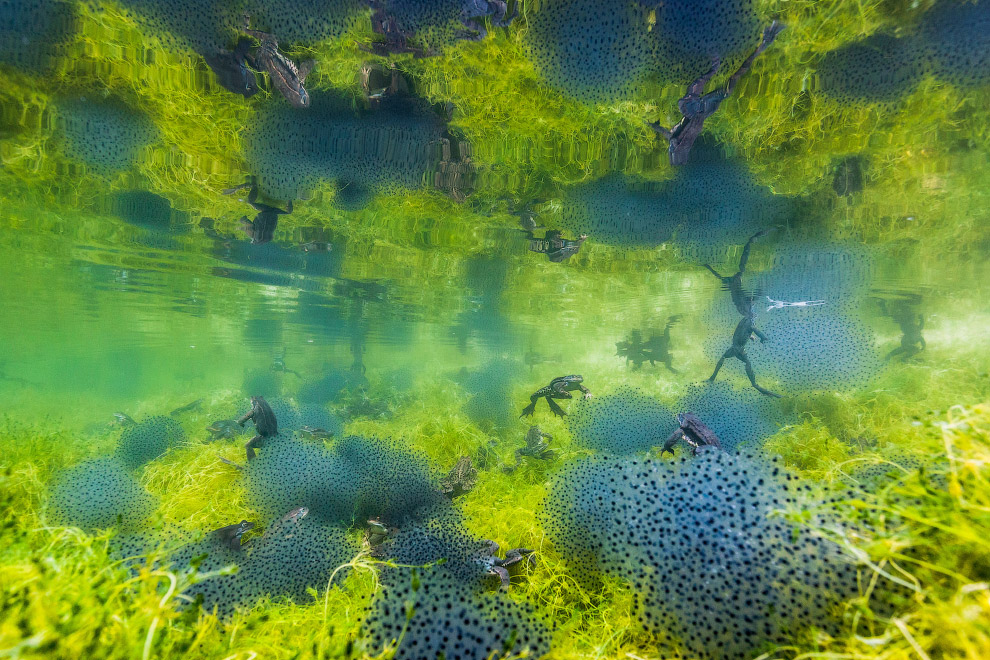Призеры европейского конкурса фотографий дикой природы 2019 Призеры европейского конкурса фотографий дикой природы 2019
