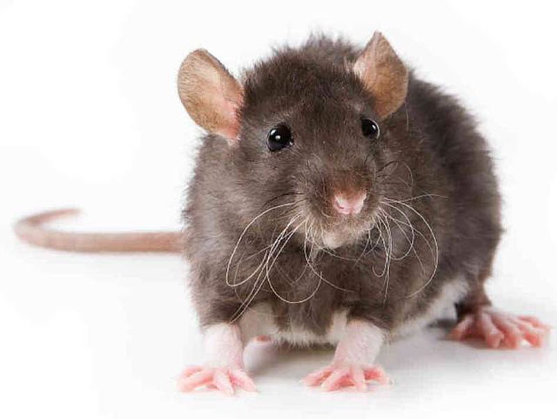 Самые умные животные нашей планеты Самые умные животные нашей планеты