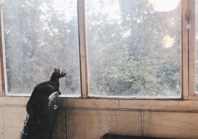 Умора - соболь, который стал питомцем девушки из России Умора - соболь, который стал питомцем девушки из России