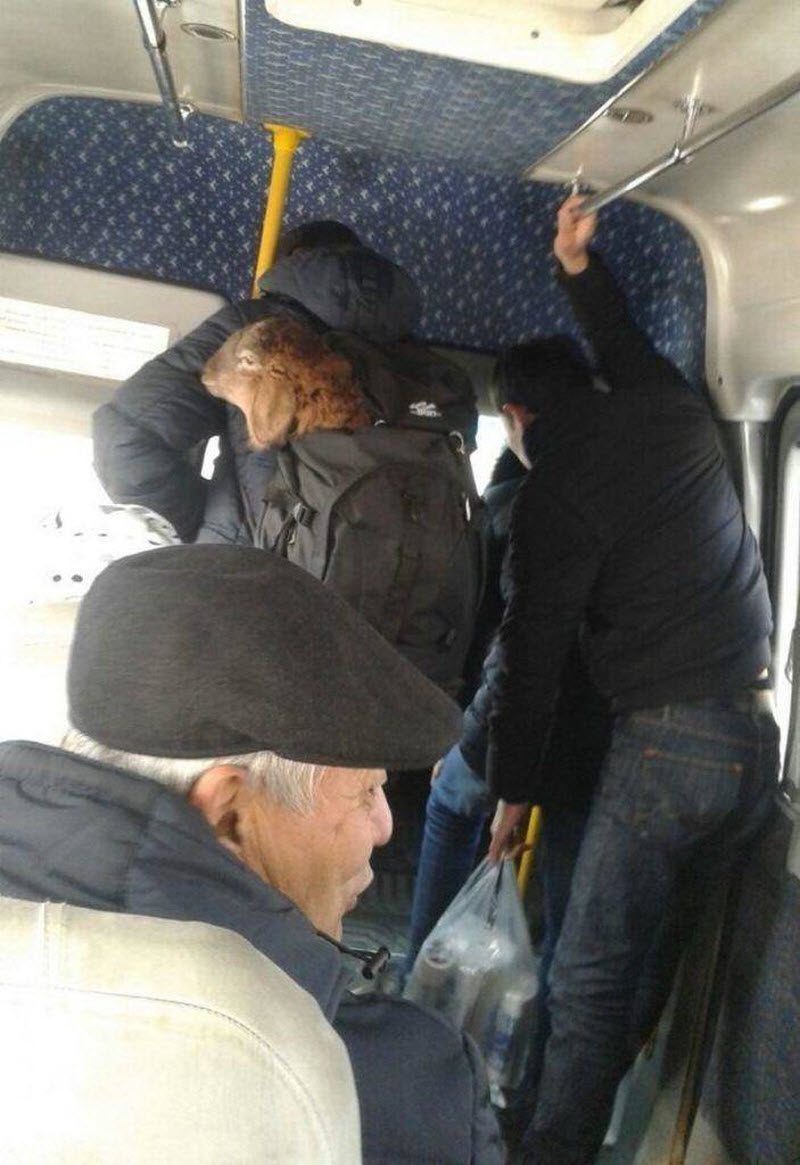 Прикольные картинки