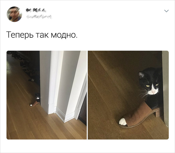 Подборка забавных твитов про котиков
