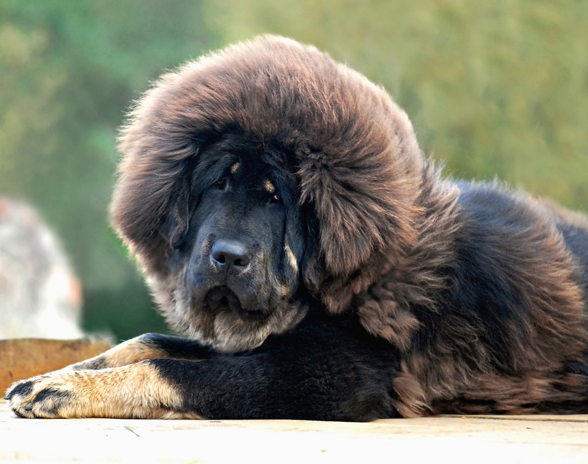 Самые дорогие породы собак Самые дорогие породы собак
