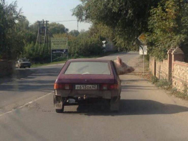 Прикольные картинки