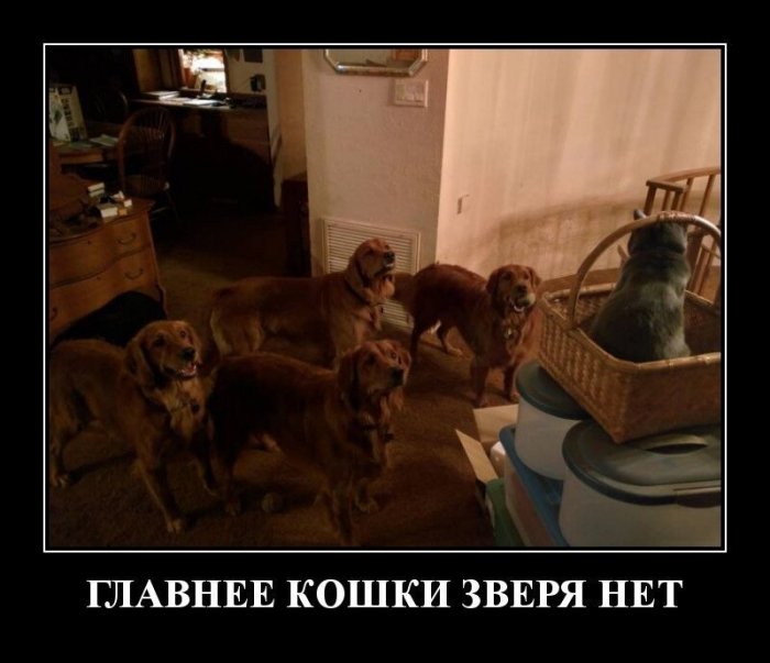 Демотиваторы
