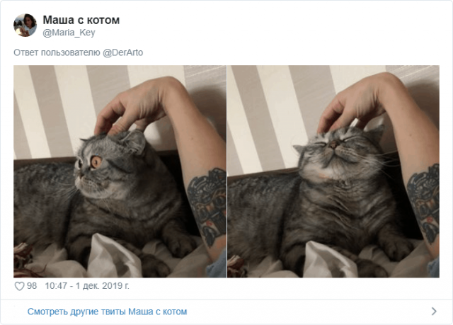 Пользователей Twitter попросили показать, чем занимаются их животные